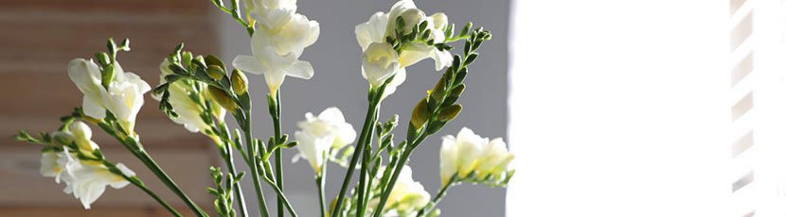 Illuminez votre intérieur avec les fleurs blanches d'hiver